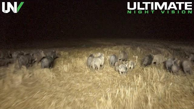 Extreme feral hog eradication | hundreds eliminated Extreme feral hog eradication | hundreds eliminated