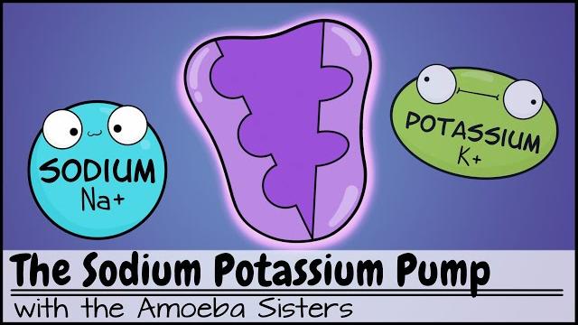 Sodium potassium pump Sodium potassium pump