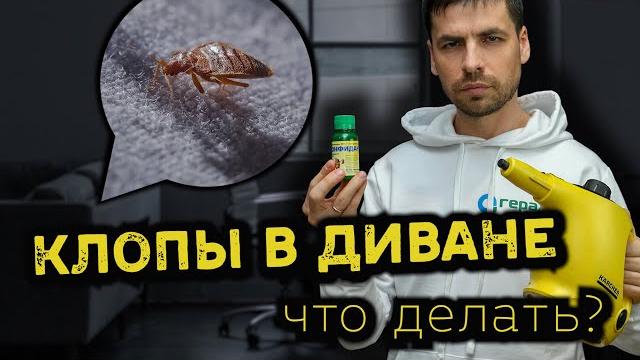 Как избавиться от клопов в диване Как избавиться от клопов в диване