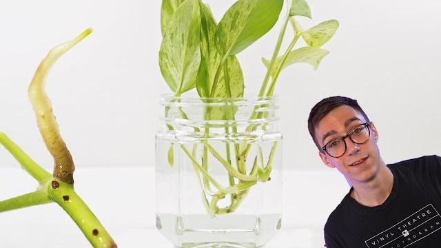 How to propagate pothos cuttings ( 2 best methods) How to propagate pothos cuttings ( 2 best methods)