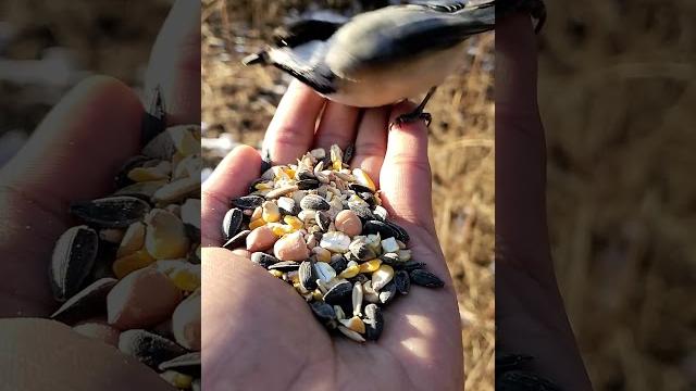 #music #newmusic #birds #natural #beauty #music #newmusic #birds #natural #beauty