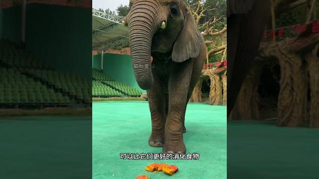 大象吃食物為何先用腳踩一下呢? #大象#神奇動物在抖音 大象吃食物為何先用腳踩一下呢? #大象#神奇動物在抖音