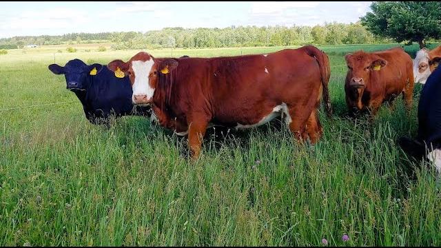 Why simmentals? back then and today! Why simmentals? back then and today!