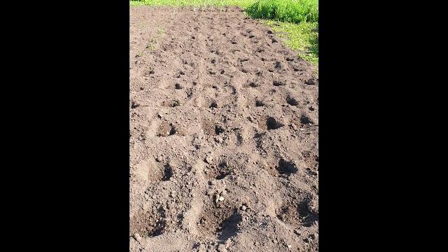 Посадка арбузов и дыни Посадка арбузов и дыни