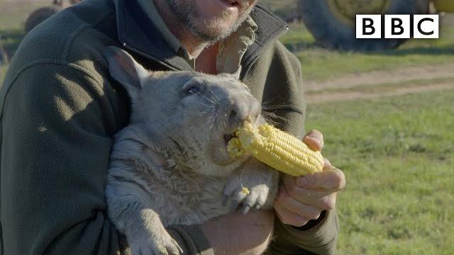 Feeding a farting wombat - bbc Feeding a farting wombat - bbc