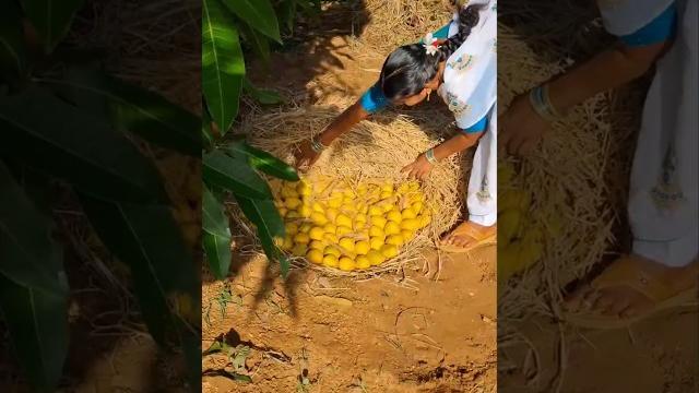 Traditional way to ripen mangoes part-2 l "makkapettudu method!" #mango #mangocrop #mangofarming Traditional way to ripen mangoes part-2 l "makkapettudu method!" #mango #mangocrop #mangofarming