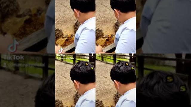 Pequeñas avestruces... me ignoran #avestruz #avestruces #safari #zoologico #safariworld #animales Pequeñas avestruces... me ignoran #avestruz #avestruces #safari #zoologico #safariworld #animales