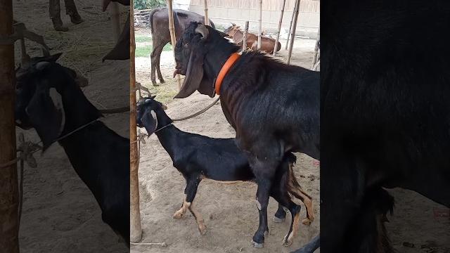 Beautiful time of goat।animal lover #shorts jun27 season 3f Beautiful time of goat।animal lover #shorts jun27 season 3f