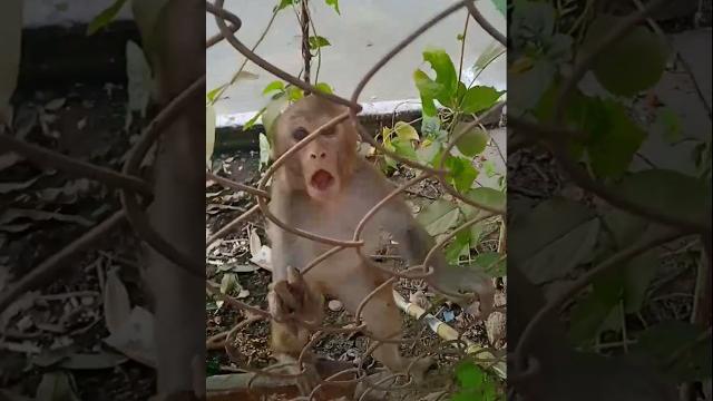 Viral video : durga baby daily life vlogs #shorts Viral video : durga baby daily life vlogs #shorts