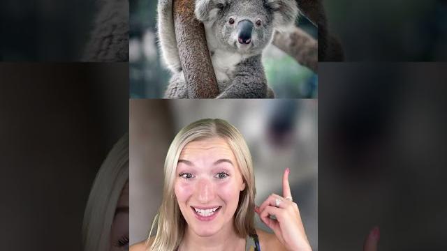 What animals look like wet! What animals look like wet!