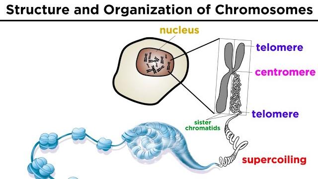 Chromosome structure and organization Chromosome structure and organization