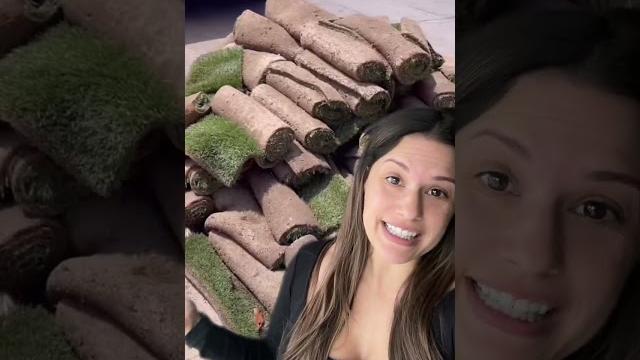 Smols️ #greenscreenvideo clover lawn: pros & cons + why we swapped to grass! #cloverlawn #tiktokban Smols️ #greenscreenvideo clover lawn: pros & cons + why we swapped to grass! #cloverlawn #tiktokban