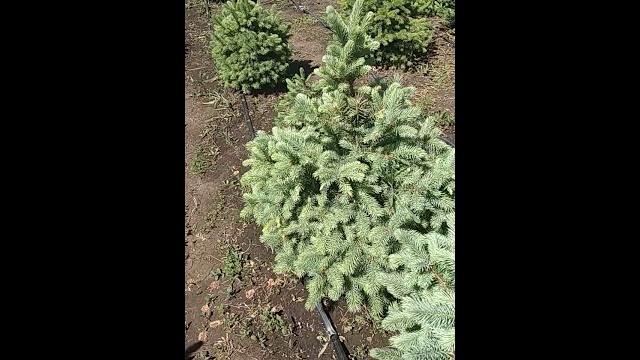 На ели сохнет и обсыпается хвоя На ели сохнет и обсыпается хвоя