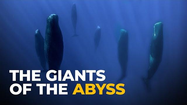 The insane biology of: the sperm whale The insane biology of: the sperm whale