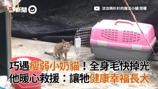 巧遇毛快掉光的瘦弱小奶貓 他暖心救援:讓牠健康幸福長大|流浪貓|動物救援|誘捕 巧遇毛快掉光的瘦弱小奶貓 他暖心救援:讓牠健康幸福長大|流浪貓|動物救援|誘捕