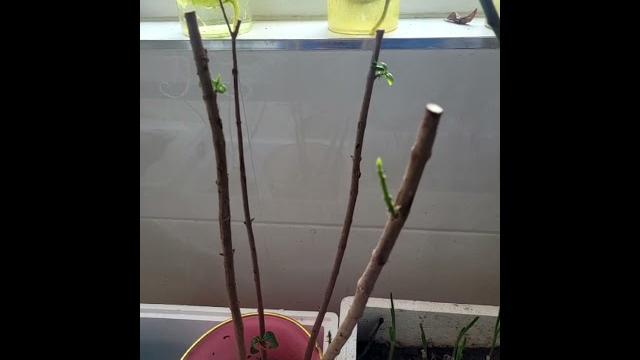 阳台植物园1:梅花树系列 阳台植物园1:梅花树系列