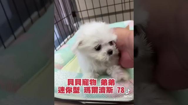 貝貝寵物專業犬舍-迷你型瑪爾濟斯78號 貝貝寵物專業犬舍-迷你型瑪爾濟斯78號