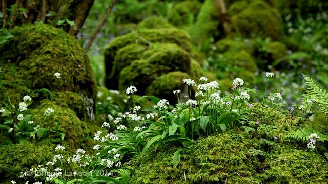 Forest birdsong nature sounds - wild life sound of birds singing mindfulness meditation for sleeping Forest birdsong nature sounds - wild life sound of birds singing mindfulness meditation for sleeping