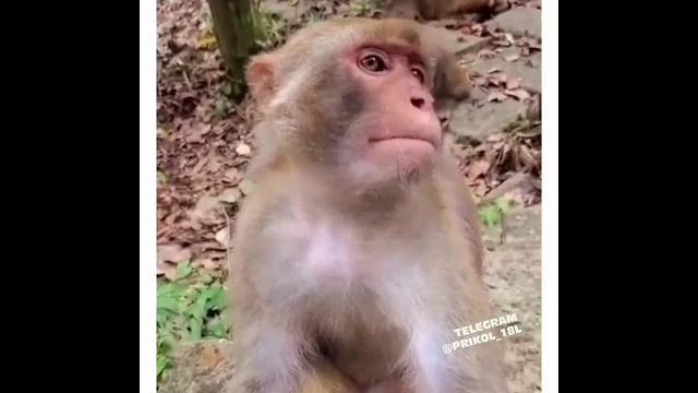 Хафа болиш йок Хафа болиш йок