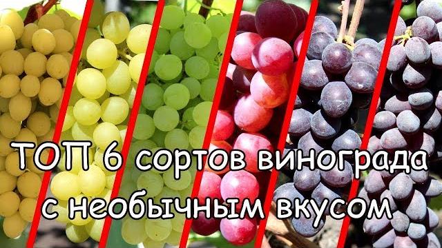 Топ 6 сортов винограда с необычным вкусом Топ 6 сортов винограда с необычным вкусом