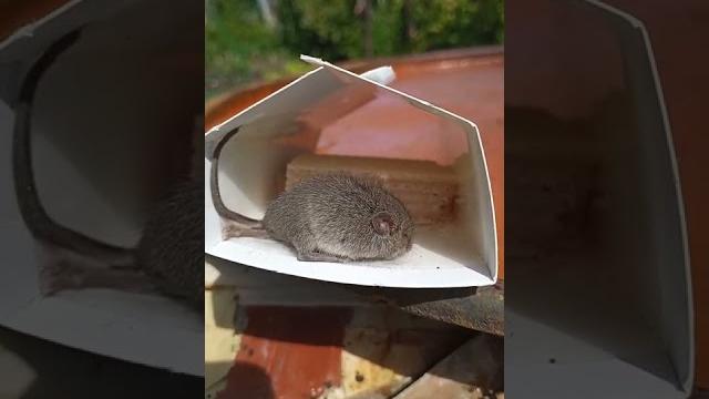Мышь приклеилась Мышь приклеилась