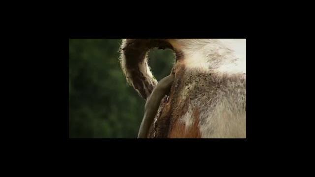 Porn cow pooping and chicken on poop original Porn cow pooping and chicken on poop original
