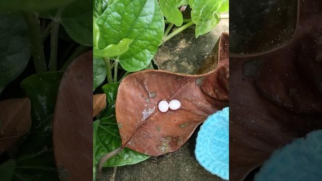 Khám phá quả trứng 🪺 mini #egg Khám phá quả trứng 🪺 mini #egg