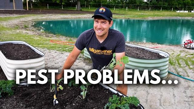 This is why your garden is struggling with pests This is why your garden is struggling with pests