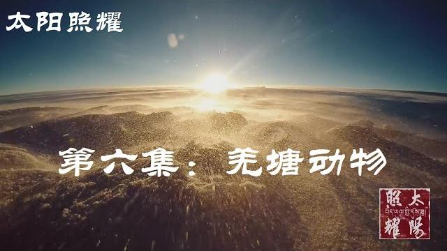 太阳照耀 第六集 羌塘动物 太阳照耀 第六集 羌塘动物