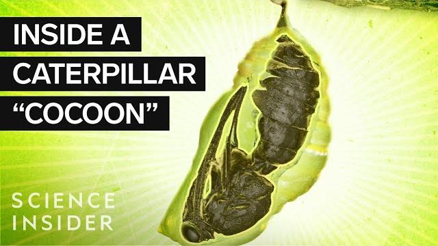 What’s inside a caterpillar 'cocoon?' What’s inside a caterpillar 'cocoon?'