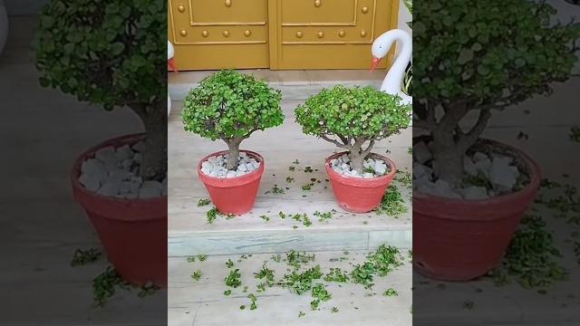 Jade bonsai, topiary want this regularly. Jade bonsai, topiary want this regularly.