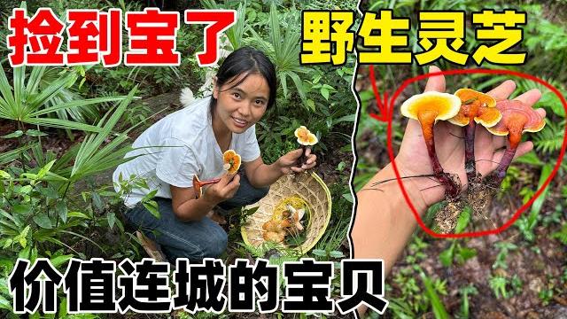 Wild lingzhi|發財了發財了,居然在山裡發現了罕見的野生靈芝,小琴高興壞了 Wild lingzhi|發財了發財了,居然在山裡發現了罕見的野生靈芝,小琴高興壞了