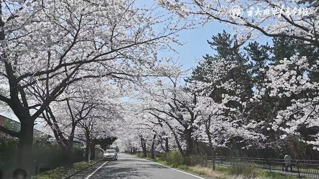 【桜駆ける】ハーブ通り(由利本荘市) 【桜駆ける】ハーブ通り(由利本荘市)