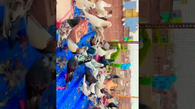 All my pigeons All my pigeons