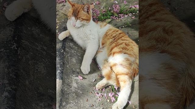 大山里的小猫咪,懒洋洋的躺在我的身边。 #流浪猫 大山里的小猫咪,懒洋洋的躺在我的身边。 #流浪猫