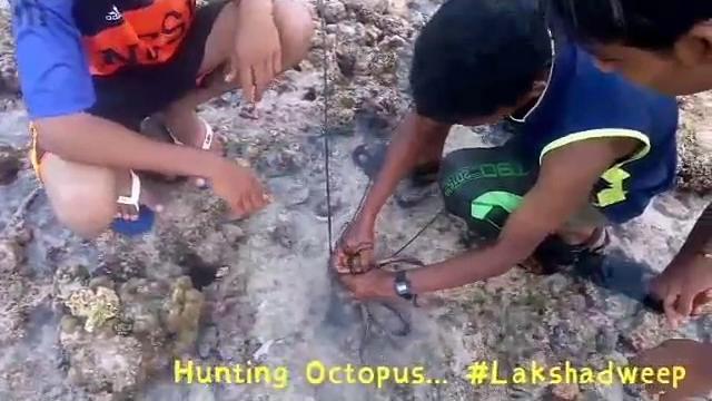 Hunting octopus #lakshadweep Hunting octopus #lakshadweep