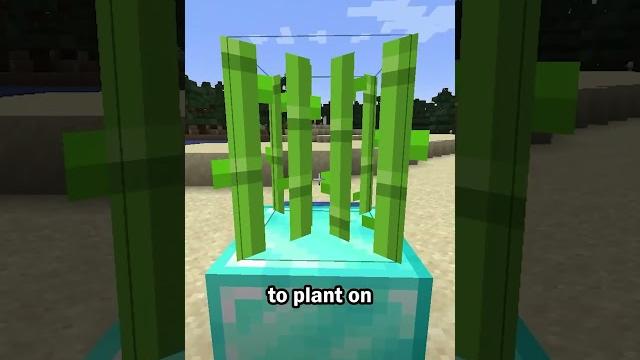 The best sugar cane block The best sugar cane block