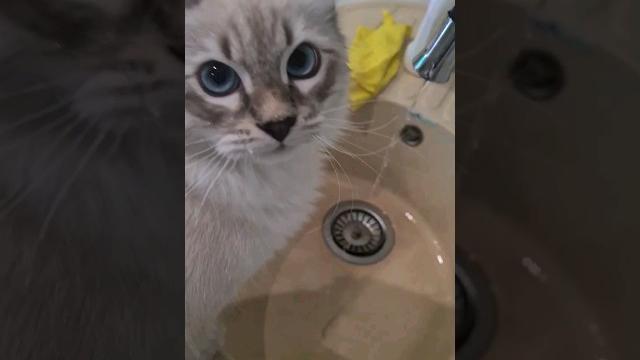 Невский маскарадный. кусь с водой #невскаямаскарадная #котик #коткоржик #нашлюбимец #красивыйкотик Невский маскарадный. кусь с водой #невскаямаскарадная #котик #коткоржик #нашлюбимец #красивыйкотик