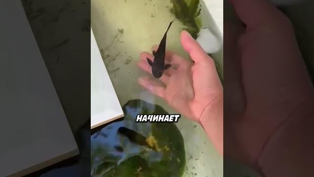 Это просто волшебная рыбка... Это просто волшебная рыбка...