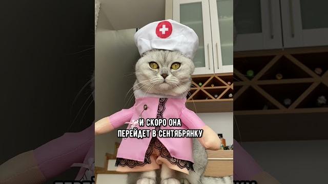 Смешные коты - майя #смешныекоты #кошка #доктор Смешные коты - майя #смешныекоты #кошка #доктор