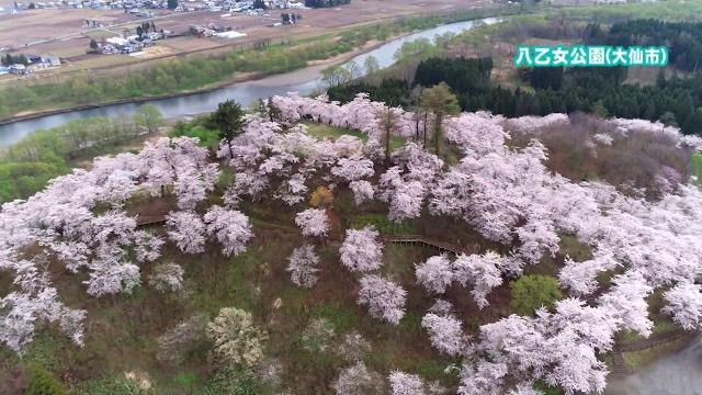 家で楽しむ秋田の四季 サクラ 大仙市八乙女公園 家で楽しむ秋田の四季 サクラ 大仙市八乙女公園