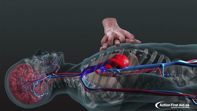 Cpr in action | a 3d look inside the body Cpr in action | a 3d look inside the body
