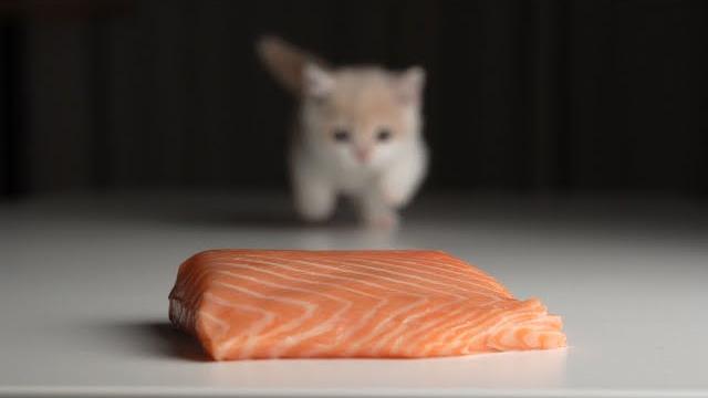 【猫咪生骨肉吃播asmr】豹猫&矮脚小奶猫总算吃上了三文鱼,还有小乳鼠 【猫咪生骨肉吃播asmr】豹猫&矮脚小奶猫总算吃上了三文鱼,还有小乳鼠