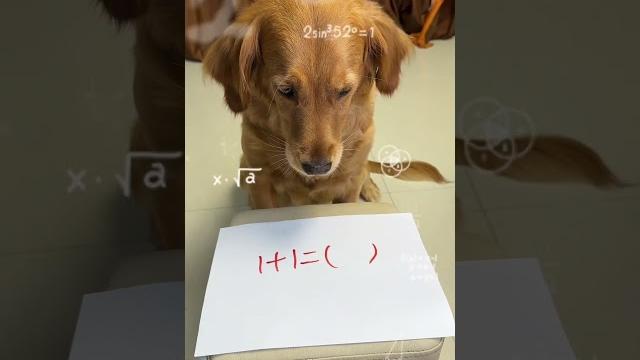 Dog: i believe you again i am a dog!# shorts# adorable pet# golden retriever# cute# dog# animal gui Dog: i believe you again i am a dog!# shorts# adorable pet# golden retriever# cute# dog# animal gui