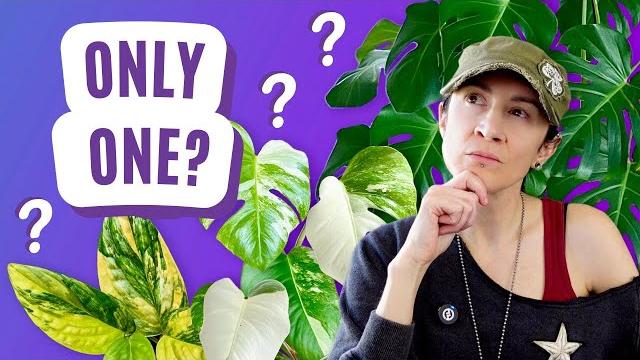 Only one plant per genus?! here’s what i’d keep Only one plant per genus?! here’s what i’d keep