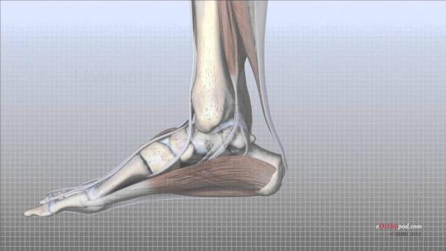 Foot anatomy animated tutorial Foot anatomy animated tutorial