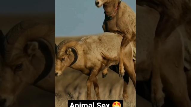 Animal sex || animal breeding|| #animals #animalbreeding #animalsex #shorts #shortvideo Animal sex || animal breeding|| #animals #animalbreeding #animalsex #shorts #shortvideo