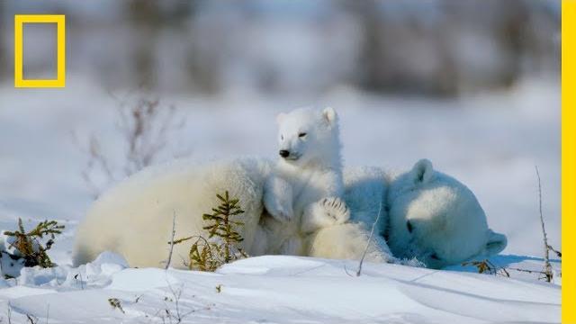 The life of a baby polar bear - ep. 4 | wildlife: the big freeze The life of a baby polar bear - ep. 4 | wildlife: the big freeze