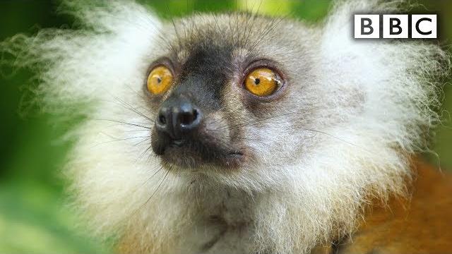 Lemurs get high | spy in the wild - bbc Lemurs get high | spy in the wild - bbc