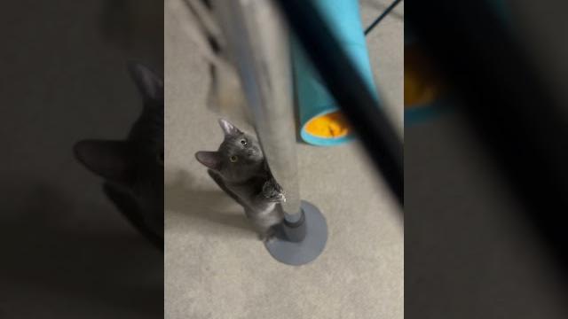 #cats #babygrey #gray pole fitness #cats #babygrey #gray pole fitness